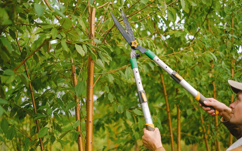 Tree trimming in Table Rock, NE